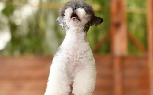 س̨仧żͷʲôźţ